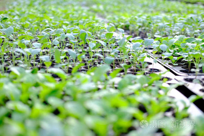 生菜幼苗生长在栽培托盘中. 蔬菜种植