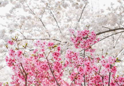 春季花园中的一棵树上的粉白樱花盛开，季节自然背景