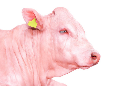 牛特写动物图片