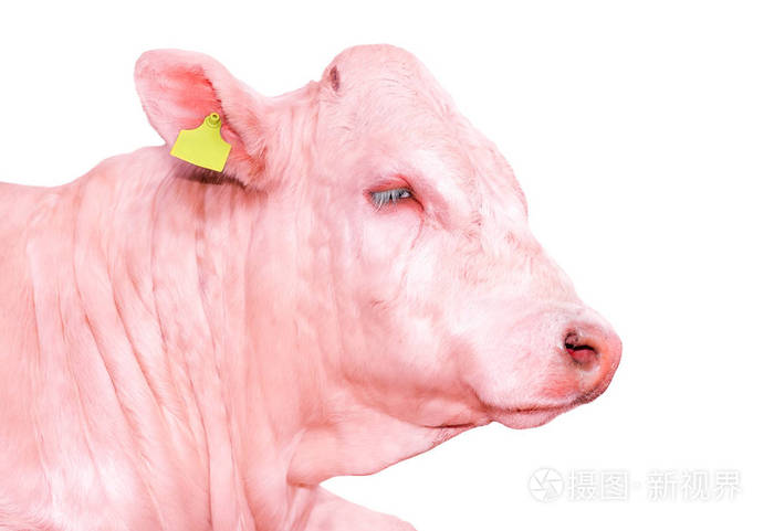 白色上孤立的公牛肖像漂亮的粉红色大牛肖像特写农场动物肉牛隔离在