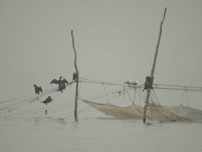 渔网上的海鸟图片