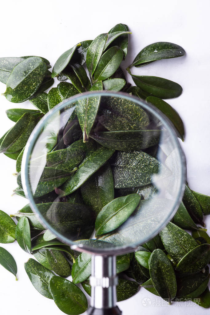 绿色鲜叶和放大镜玻璃