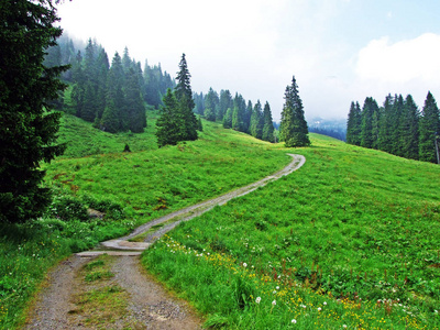 瑞士圣加伦州杜肯堡地区丘尔弗林登山脉斜坡上的高山牧场和草地