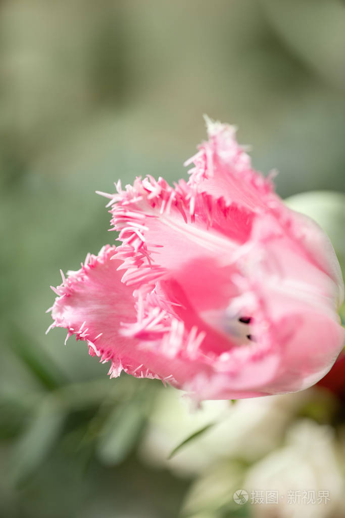 开放的花蕾不寻常的粉红色郁金香花与流苏在自然的叶子绿色的背景春天