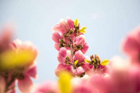 美丽的玉兰花在公园的春天绽放