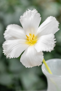 开放的花蕾, 不寻常的白色郁金香。花与流苏在自然的叶子绿色的背景。春天的心情