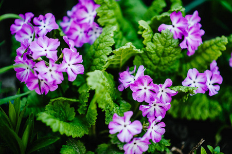 紫樱草图片 紫樱草素材 紫樱草插画 摄图新视界