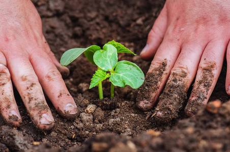 s hand planting cucumber seedling in humus ground. Close up.