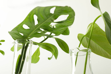 实验室玻璃器皿与植物在白色背景特写。 化学概念