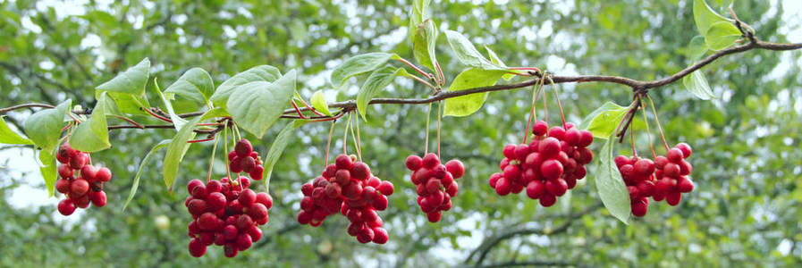 红五味子的分支。 成熟的五味子簇。 有用植物的作物。 红色的五味子挂在绿色的树枝上。 有果实的五味子植物