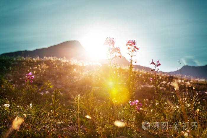 阳光明媚的一天. 美丽的自然背景.