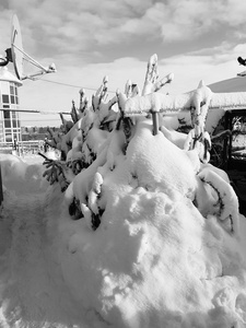 冬天房子附近雪地里美丽的圣诞树