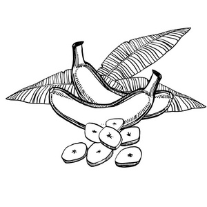 香蕉手绘素描与棕榈叶.素描热带食物例证照片