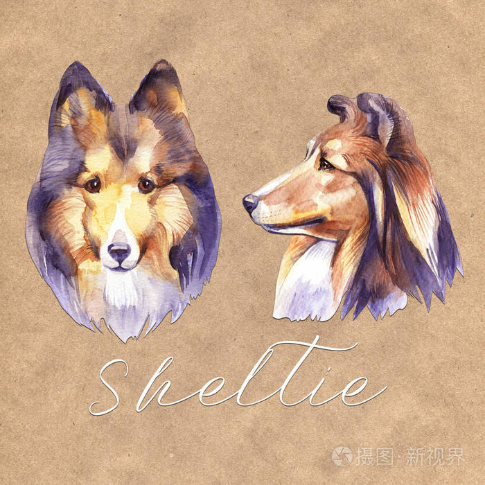 牧羊犬 人像狗 水彩画手画插图照片 正版商用图片190dpt 摄图新视界