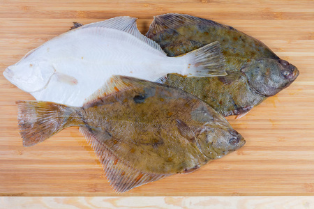 欧洲川鲽图片 欧洲川鲽素材 欧洲川鲽插画 摄图新视界