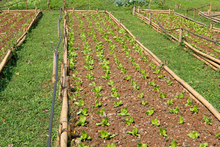 莴苣植物生长在农场。 农田有机可食种植园