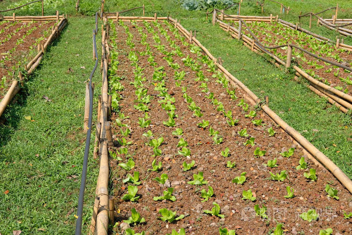 莴苣植物生长在农场. 农田有机可食种植园