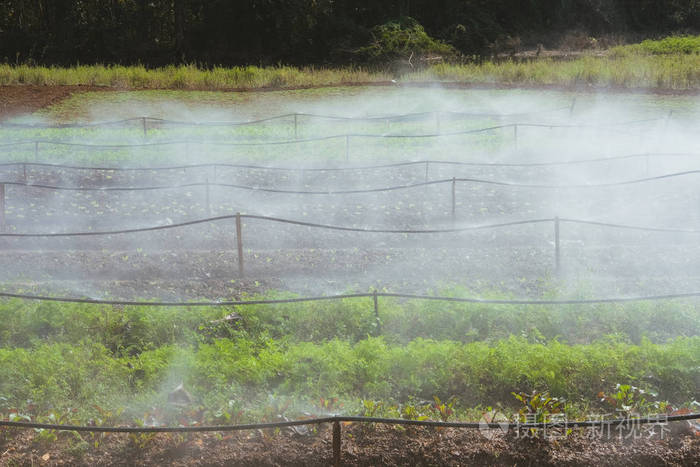 喷灌系统灌溉农场蔬菜