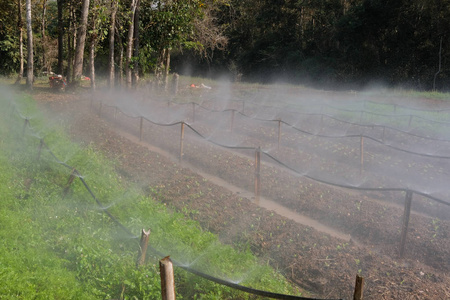 喷灌系统灌溉农场蔬菜