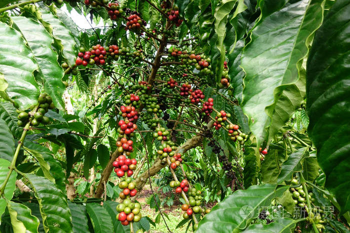 咖啡豆在树上成熟