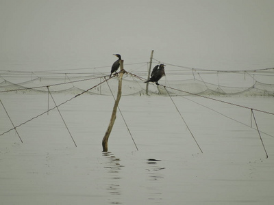 渔网上的海鸟