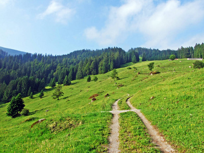 瑞士圣加伦州杜肯堡地区丘尔弗林登山脉斜坡上的高山牧场和草地