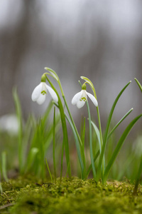 雪花春花。 清新的绿井补充着洁白的雪花