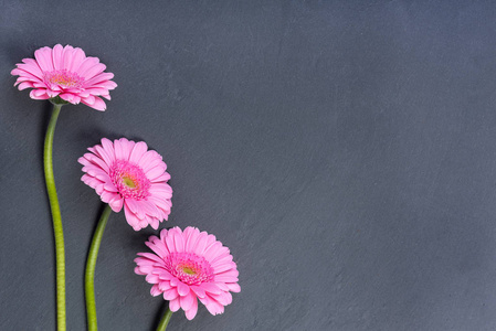 格伯拉花。 灰色背景上的粉红色花束。