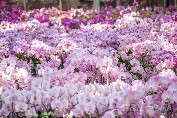 粉红色的兰花花在花园里有选择性的焦点
