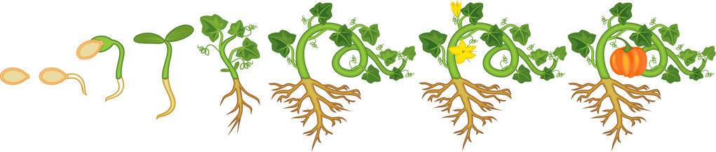 具有根系的南瓜植物从播种到开花的生长阶段照片