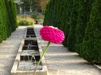 花园里孤立的粉红色花