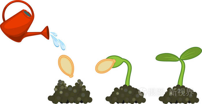 白色背景下南瓜种子萌发的序贯阶段插画