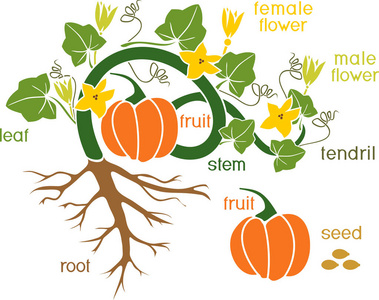 植物的一部分。 果绿叶根系和标题的南瓜植株形态