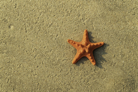棕色沙子上的橙色海星