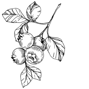 浆果和树叶.孤立的蓝莓插图元素照片