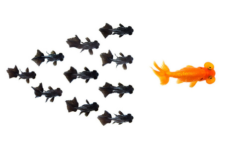小黑金鱼群跟随金鱼，领导者在白色背景上孤立，表现出领导者个性成功或动机的概念。商业概念。动物。宠物。