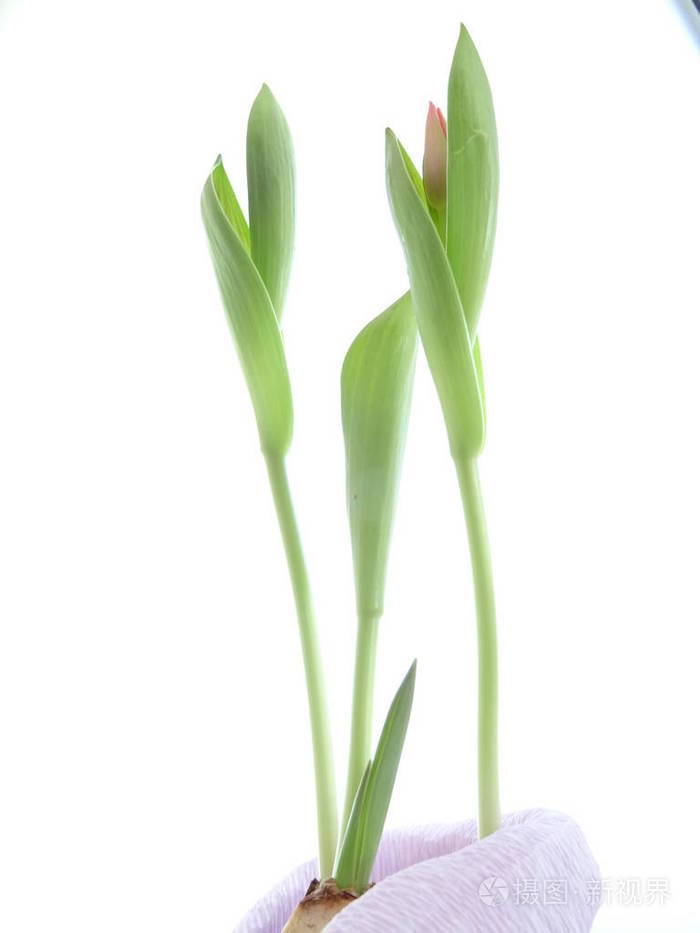 白色背景上孤立的绿色郁金香叶子