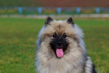 盖森德犬的肖像贴在绿草的背景上