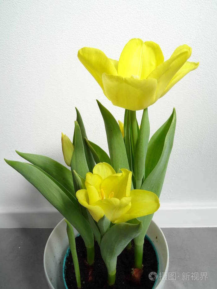 白色w背景下白色花盆中的黄色郁金香