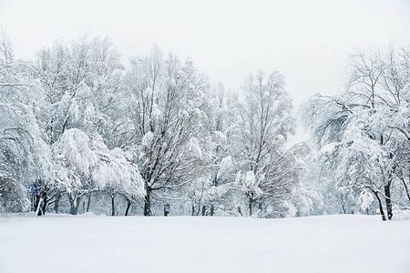 不同的树在雪和雪的草地草地