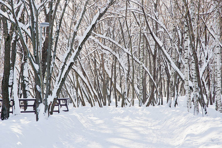 路灯在公园的雪下撒雪和树