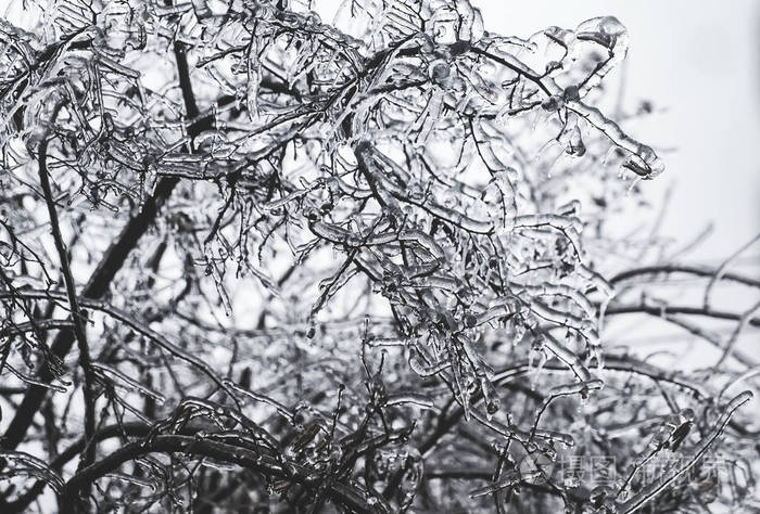 冰冻的树枝. 冰柱. 冰暴. 选择性聚焦