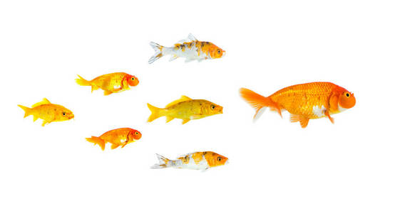 一群小金鱼和锦鲤鱼跟随领导者在白色背景上孤立，表现出领导者个性成功或动机的概念。 商业概念。 动物。 宠物。