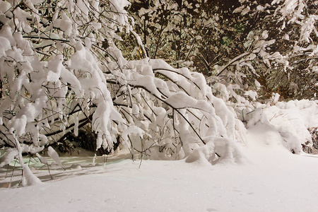 傍晚冬季城市公园的雪灌木图片