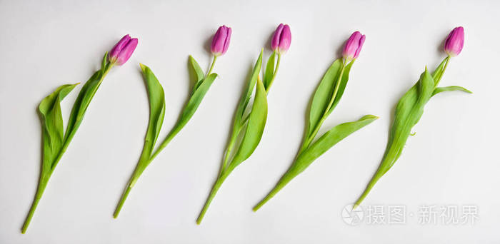 郁金香芽紫色紫色在白色被隔绝的背景 插花 花束作为礼物的情人节 3月8日生日 婴儿淋浴照片 正版商用图片190so1 摄图新视界