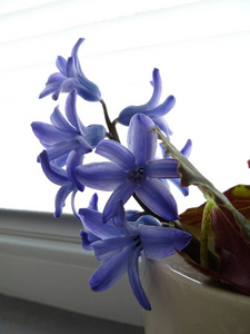 紫色风信子在花瓶中作为装饰