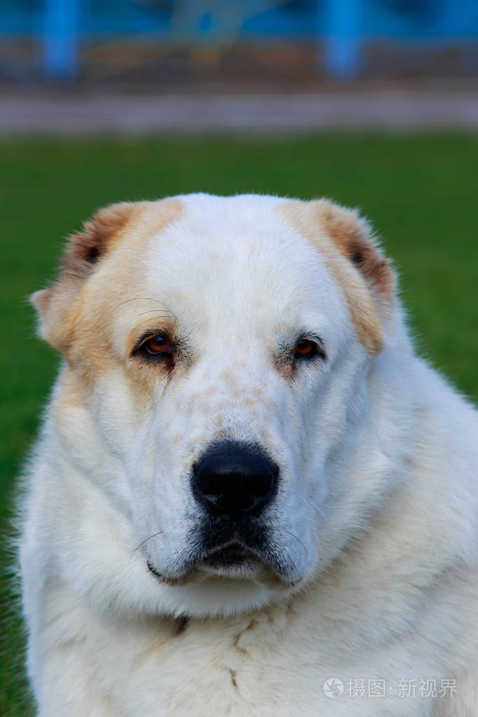 狗的品种阿拉拜在绿草的背景上的特写