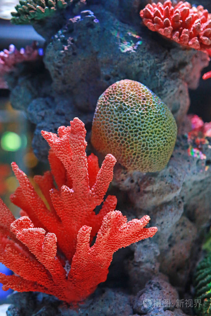 水族馆水箱里的珊瑚