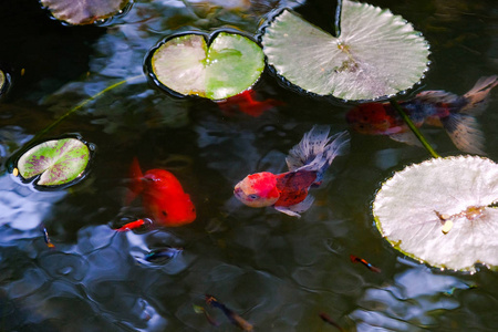 以心脏的形式吹泡泡三条奥兰达金鱼在水池里游泳,背景是黑色的