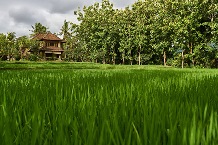 巴厘岛乌布的热带风景与五颜六色的稻芽